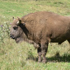 European Wisent - Bison bonasus
