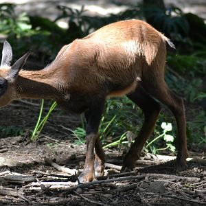 Pyrenean chamois - Rupicapra pyrenaica
