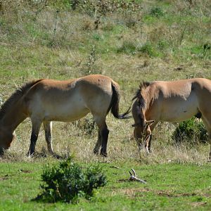 Przewalski's Horse - Equus przewalskii