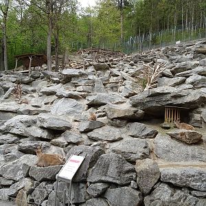 Alpine ibex enclosure