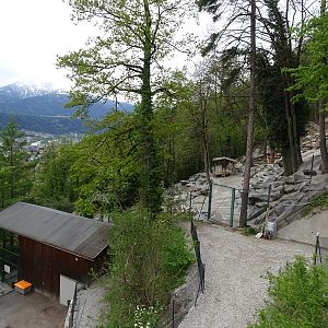 Alpine ibex enclosure from above