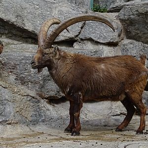 Alpine ibex (Capra ibex)