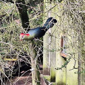 Fischer's Turaco
