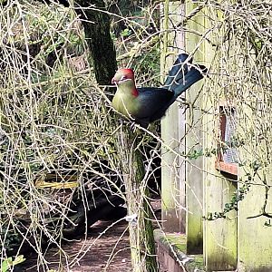 Fischer's Turaco
