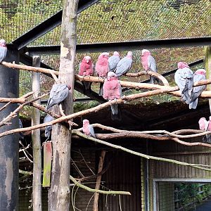Galah Cockatoos