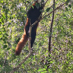 Red Panda