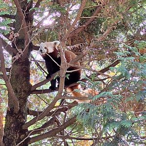 Red Panda