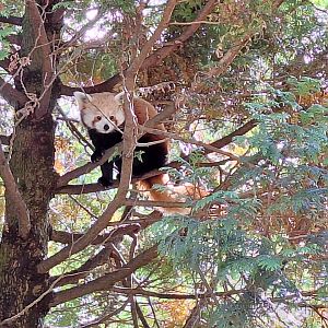 Red Panda