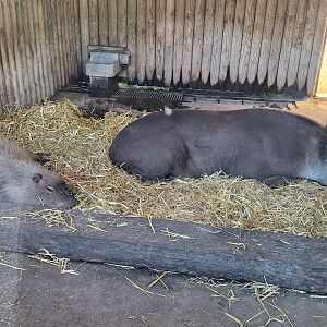 Capybara and Tapir