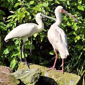 Spoonbills
