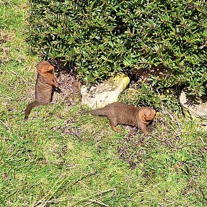 Dwarf Mongooses