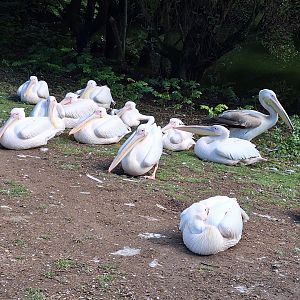 Pelicans