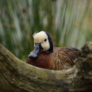 White-faced whistling duck