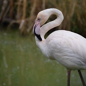 Greater Flamingo