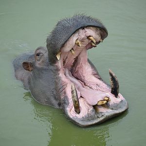 Common Hippopotamus