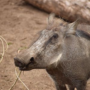 Common Warthog