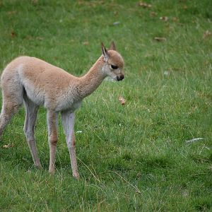 Vicuña calf