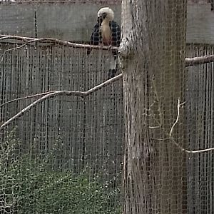 Visayan Tarictic Hornbill