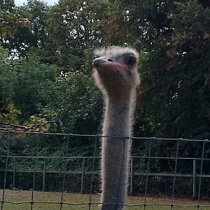 Ostrich