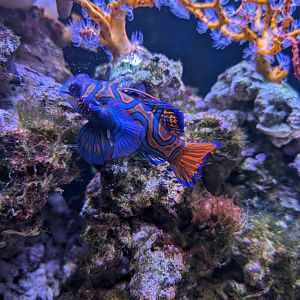 Mandarin Fish