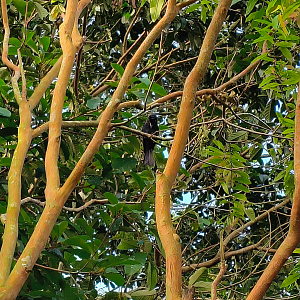 Greater Racket-Tailed Drongo