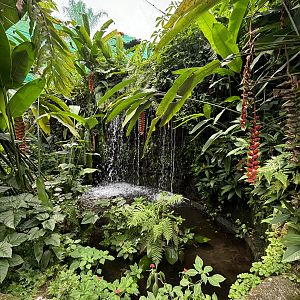 KL Butterfly Park - fish pond