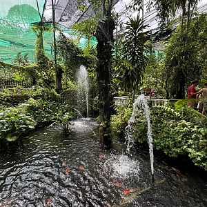 KL Butterfly Park - koi pond