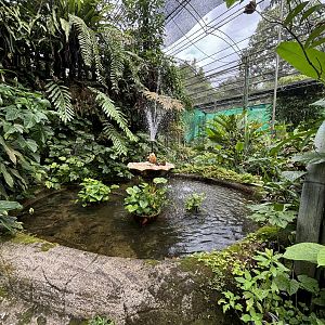 KL Butterfly Park - fish pond