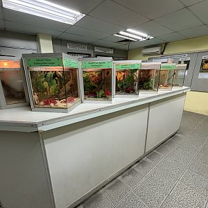 KL Butterfly Park - insect room