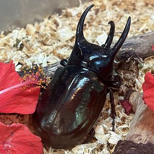 KL Butterfly Park - three horn rhino beetle