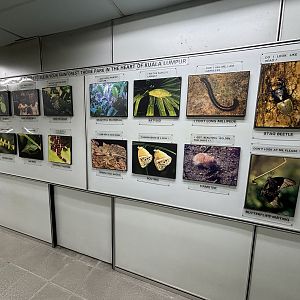 KL Butterfly Park - insect museum