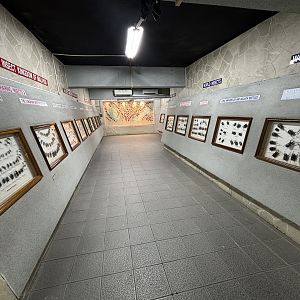 KL Butterfly Park - insect museum