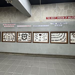 KL Butterfly Park - insect museum