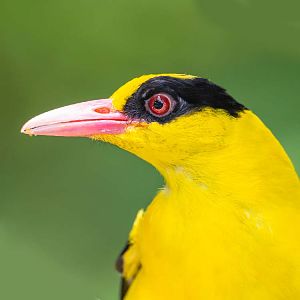 Black-naped Oriole (Oriolus Chinensis)
