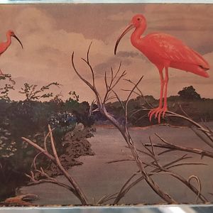 Scarlet ibis