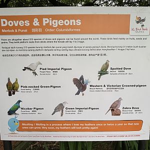 Doves + Pigeons Sign
