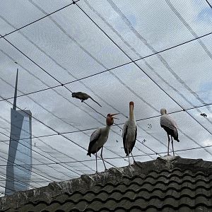 Wild Macaque + Storks