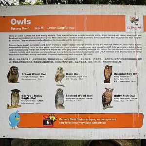 Owl species at zoo