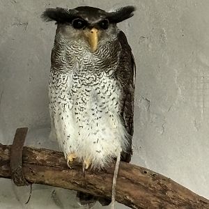 Malay Eagle Owl
