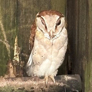 Oriental Bay Owl