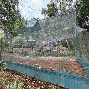 Brahminy Kite Aviary