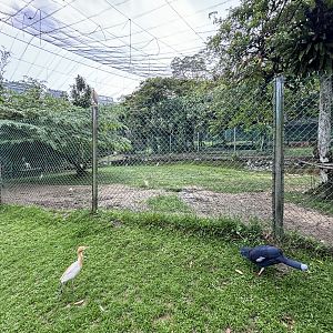 Ostrich Exhibit