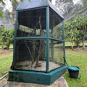 White-crested Laughing Thrush Aviary