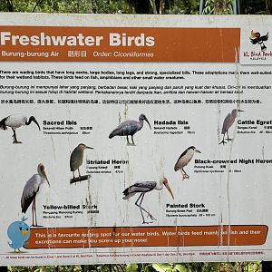 Free-flight Species