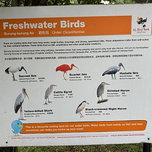 Free-flight Species