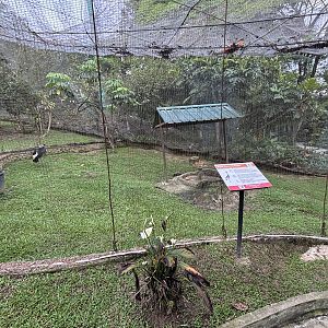 Black Crowned Crane Aviary