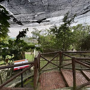 Red-billed Hornbill Aviary