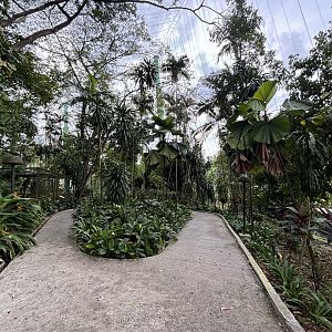 Rhinoceros Hornbill Aviary (walk-through)