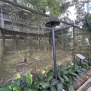 Southern Pied Hornbill Aviary