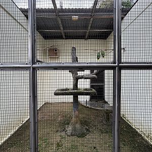 Blue-cheeked Amazon Aviary